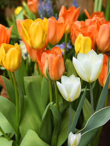 Hauptbild des Artikels "Duftender Fosteriana Tulpen Mix" (Bildbeschreibung ist in Arbeit)