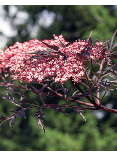 Hauptbild des Artikels "Duftholunder Black Lace" aus der Kategorie "Wildobst"