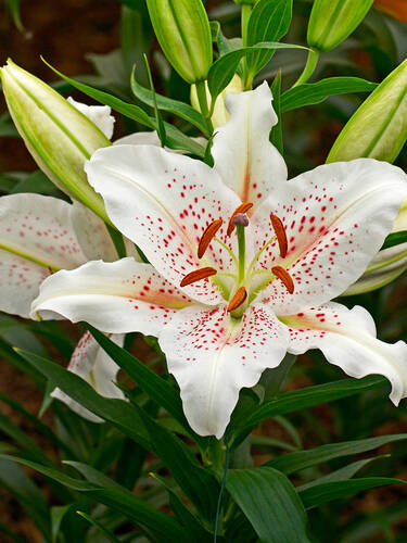 Hauptbild des Artikels "Duftlilie Muscadet" aus der Kategorie "Blumenzwiebeln"
