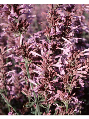 Hauptbild des Artikels "Duftnessel Heather Queen"