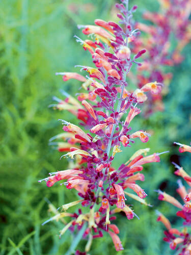 Hauptbild des Artikels "Duftnessel Summer Sunset"