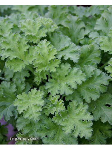 Hauptbild des Artikels "Duftpelargonie Grandeur Odorata Hazelnut" aus der Kategorie "Blumen Jungpflanzen"