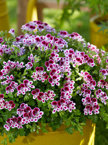 Hauptbild des Artikels "Duftpelargonie Nova" (Bildbeschreibung ist in Arbeit)