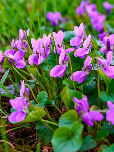 Hauptbild des Artikels "Duftveilchen Rubrifolia" (Bildbeschreibung ist in Arbeit)