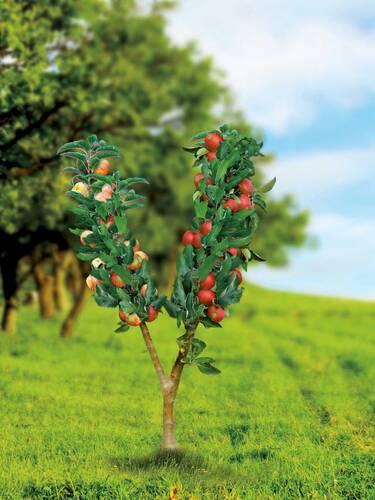 Hauptbild des Artikels "Duo-Obstbaum Apfel" aus der Kategorie "Apfelbaum"