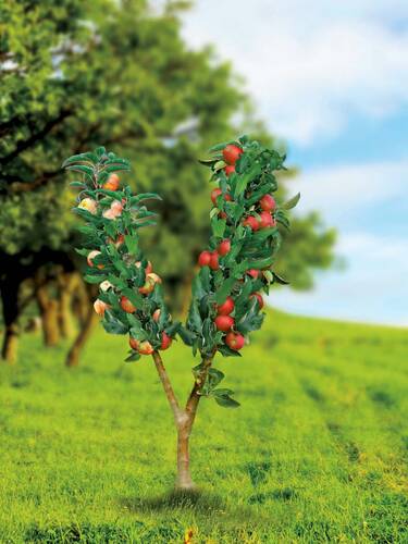 Apfelbaum - Duo-Obstbaum Apfel