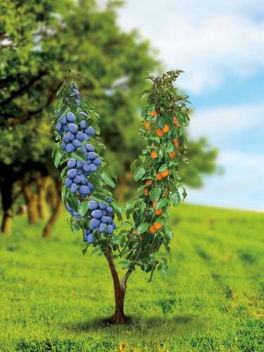 Hauptbild des Artikels "Duo-Pflaumenbaum" aus der Kategorie "Obstbaum"