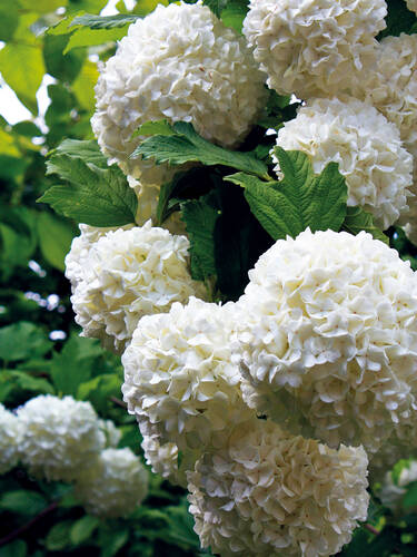 Ziergehlze - Echter Schneeball Roseum