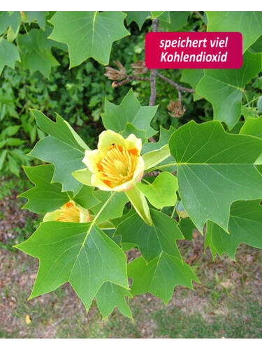 Hauptbild des Artikels "Echter Tulpenbaum" aus der Kategorie "Ziergehlze"