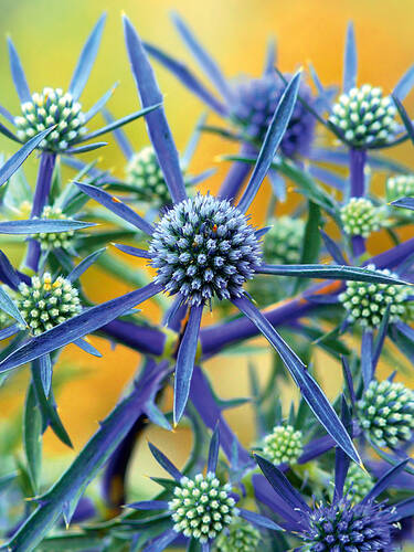 bienenfreundliche - Edeldistel