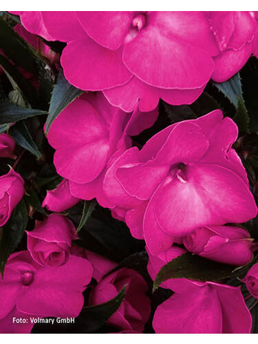 Hauptbild des Artikels "Edellieschen SunPatiens� Compact Hot Lilac" (Bildbeschreibung ist in Arbeit)