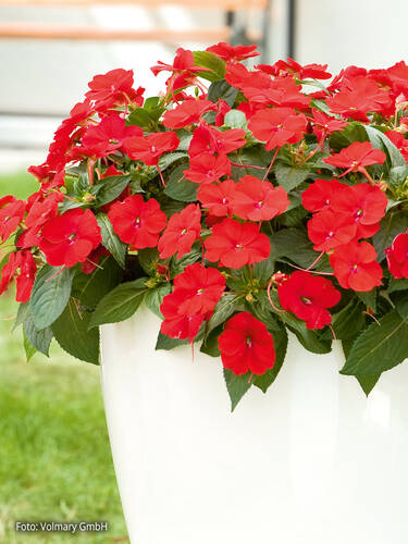 Hauptbild des Artikels "Edellieschen SunPatiens Compact Red" aus der Kategorie "Blumen Jungpflanzen"
