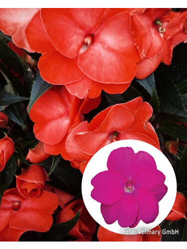Hauptbild des Artikels "Edellieschen SunPatiens Compact Set" aus der Kategorie "Blumen Jungpflanzen"