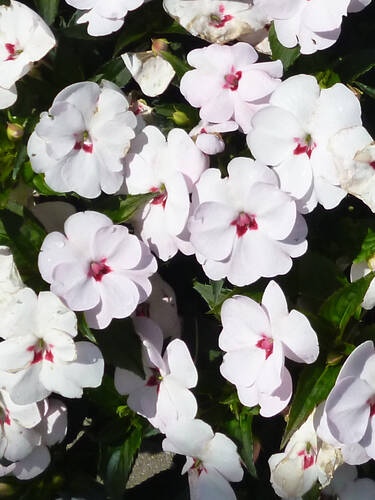 Edellieschen SunPatiens Vigorous Sweetheart