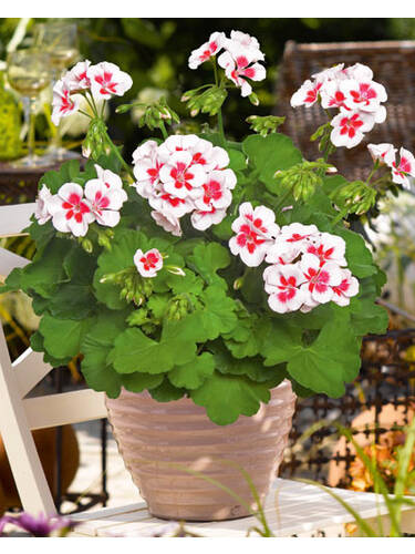 Pflanzen - Edelpelargonie Americana White Splash