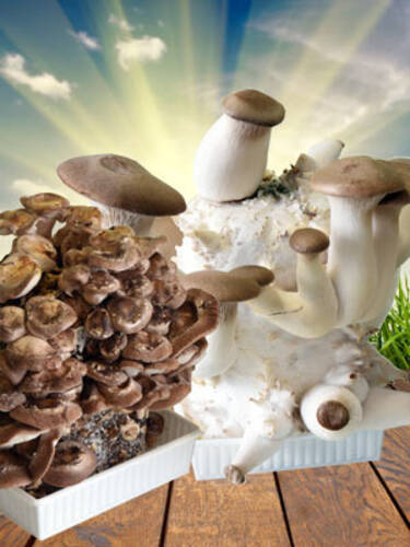 Hauptbild des Artikels "Edelpilz Mix Shiitake + Kruterseitling" aus der Kategorie "Pilzkultur"