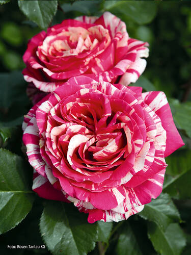 Hauptbild des Artikels "Edelrose Best Impression"
