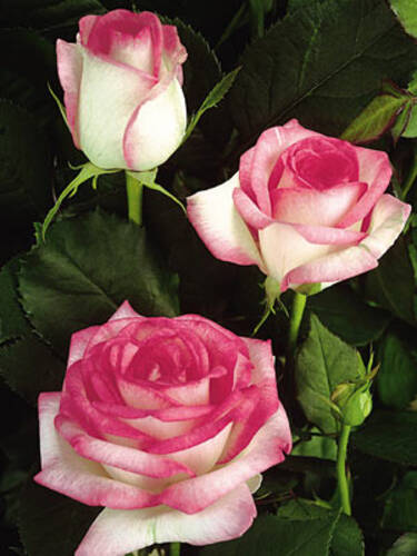 Hauptbild des Artikels "Edelrose Biedermeier Garden"