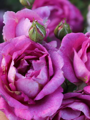 Hauptbild des Artikels "Edelrose Carmen Wrth (5-Liter-Container)"