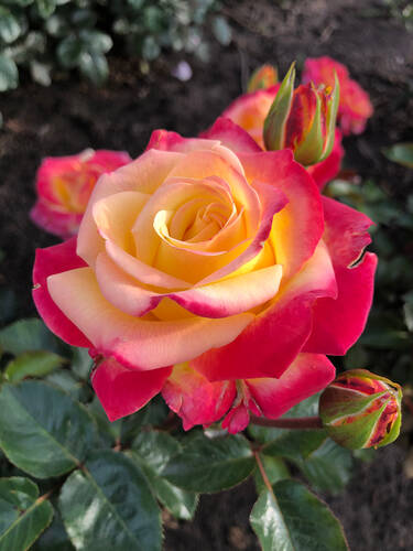 Hauptbild des Artikels "Edelrose Casino" (Bildbeschreibung ist in Arbeit)