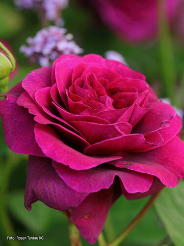 Hauptbild des Artikels "Edelrose Deep Secret" (Bildbeschreibung ist in Arbeit)