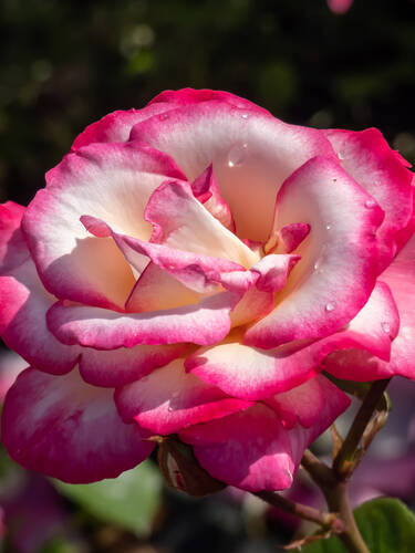 Hauptbild des Artikels "Edelrose Dessa"