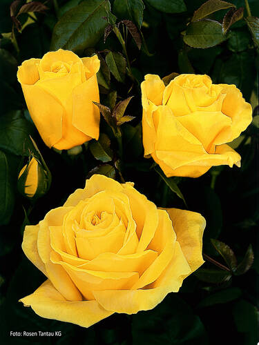 Hauptbild des Artikels "Edelrose Duftgold"