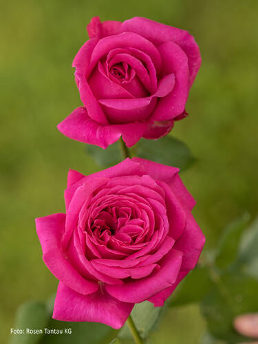Hauptbild des Artikels "Edelrose Duftrausch"