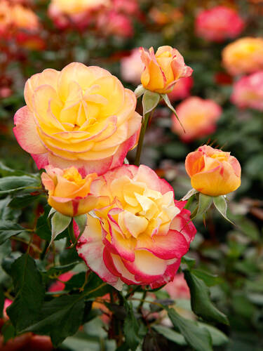 Hauptbild des Artikels "Edelrose Flaming Star"