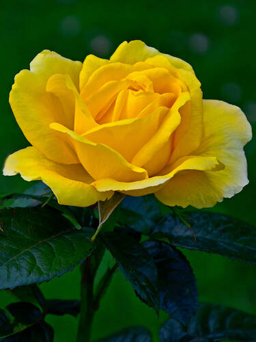 Hauptbild des Artikels "Edelrose Gelb"