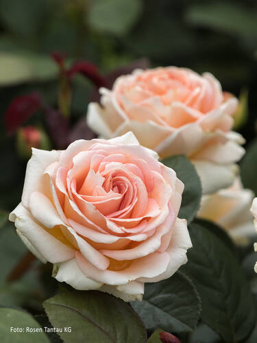 Hauptbild des Artikels "Edelrose Lady Capri"