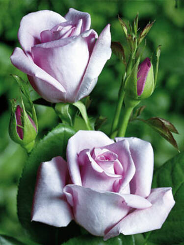 Hauptbild des Artikels "Edelrose Mainzer Fastnacht"