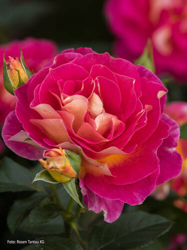 Hauptbild des Artikels "Edelrose Maleica"
