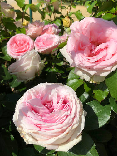 Hauptbild des Artikels "Edelrose Meine Rose"