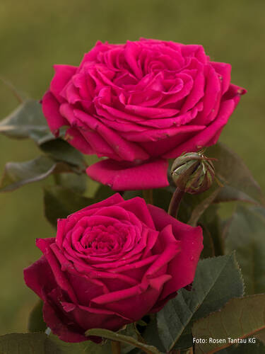 Hauptbild des Artikels "Edelrose Noblesse�" (Bildbeschreibung ist in Arbeit)