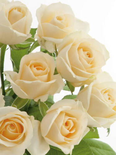 Hauptbild des Artikels "Edelrose Osiana"