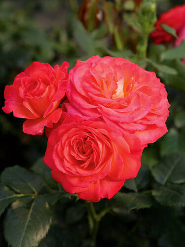 Hauptbild des Artikels "Edelrose Vulcano"