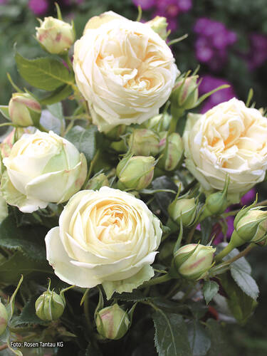 Hauptbild des Artikels "Edelrose Wedding Piano�" (Bildbeschreibung ist in Arbeit)