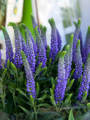 Hauptbild des Artikels "Ehrenpreis Blue Cadet"