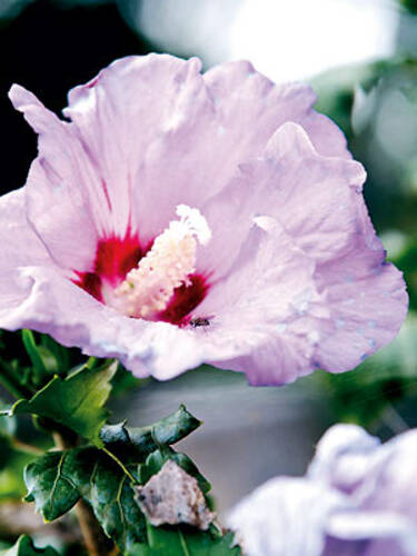 Hauptbild des Artikels "Eibisch Lavender Chiffon" aus der Kategorie "Ziergehlze"