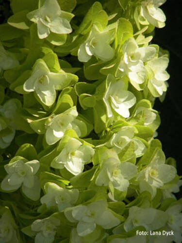 Hauptbild des Artikels "Eichenblttrige Hortensie Snowflake" aus der Kategorie "Hortensien"