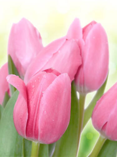 Blumenzwiebeln - Einfach blhende Tulpe Menton