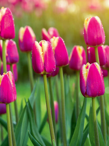 Blumenzwiebeln - Einfachblhende Tulpe Atlantis