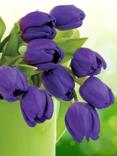 Hauptbild des Artikels "Einfachblhende Tulpe Blue Aimable" aus der Kategorie "Blumenzwiebeln"