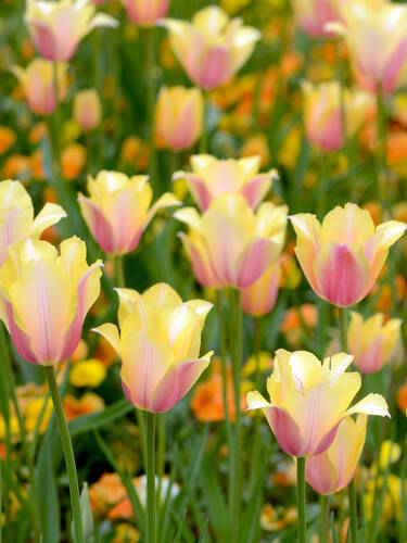 Hauptbild des Artikels "Einfachbl�hende Tulpe Blushing Lady" (Bildbeschreibung ist in Arbeit)