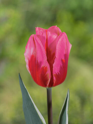 Hauptbild des Artikels "Einfachblhende Tulpe Pretty Princess" aus der Kategorie "Blumenzwiebeln"