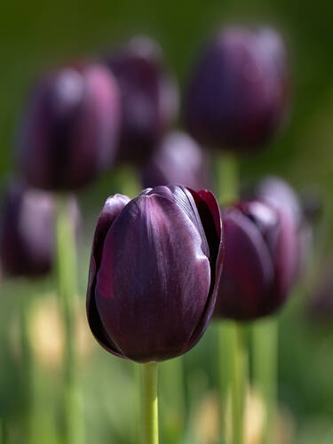 Hauptbild des Artikels "Einfachblhende Tulpe Queen of Night" aus der Kategorie "Blumenzwiebeln"