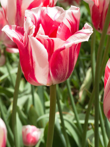 Hauptbild des Artikels "Einfachbl�hende Tulpe Sorbet" (Bildbeschreibung ist in Arbeit)