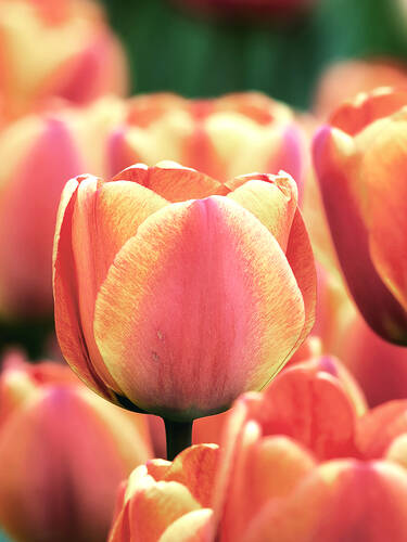 Hauptbild des Artikels "Einfachblhende Tulpe Stunning Apricot"