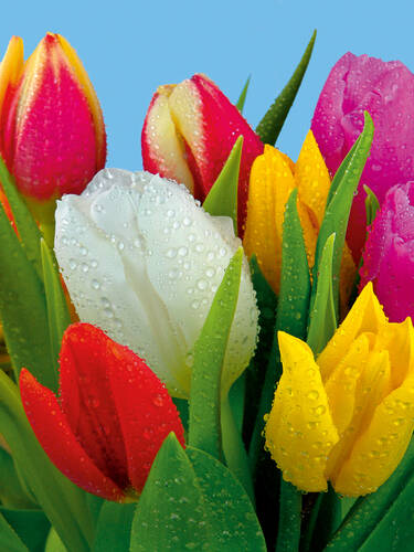 Hauptbild des Artikels "Einfachblhende-Tulpen-Mischung " aus der Kategorie "Blumenzwiebeln"